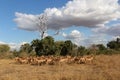 Herd of impalas Kruger National Park