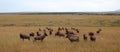 A herd of impalas in masai mara game park Royalty Free Stock Photo