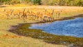 Herd of impalas at waterhole, Etosha National Park, Namibia, Africa. Royalty Free Stock Photo