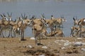 Herd of impalas