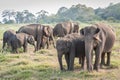 Herd of Indian elephants Elephas maximus in natural habitat, Minneriya National Park, Sri Lanka Royalty Free Stock Photo