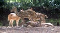 Herd of Indian Spotted Deers