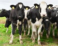 Herd of of inquisitive Holstein cows Royalty Free Stock Photo