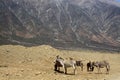 Herd of wild feral desert donkeys Equus asinus on barren terrain in front of impressive mountain face