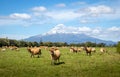 Herd of Jersey Cows on a dairy farm at the foot of Mount Taranaki Egmont New Zealand Royalty Free Stock Photo