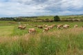 Herd of Jersey cows grazing on paddock farmland