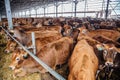 Herd of Jersey dairy cows in a free livestock stall Royalty Free Stock Photo
