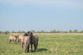Herd of Konic Ponies seen in a large meadow.