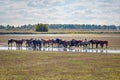 A herd of konik horses in the Lauwersmeer National Park Royalty Free Stock Photo