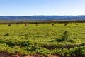 A herd of kudu grazing in Addo elephant park, South Africa. Royalty Free Stock Photo