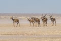 Herd of Kudu's in a dust storm, Piper Pan, Central Kalahari Game Reserve, Botswana. Royalty Free Stock Photo