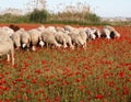 herd of La Mancha breed lambs eating in a poppy field at sunset Royalty Free Stock Photo