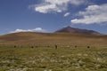 Herd of Lamas in the landscape of altiplano in bolivia