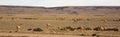 Herd of lamas in steppe of Patagonia