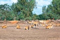 A herd of large antelopes