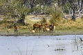 Herd of Lechwe antelopes