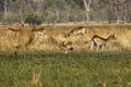 Herd of Lechwe antelopes