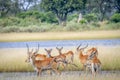 Herd of Lechwes standing by the water.