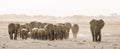 Herd of wild elephants in Amboseli National Park, Kemya. Royalty Free Stock Photo