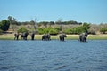 Herd of lephants crossing the Chobe river, at Chobe nationalpark in Botswana