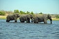 Herd of lephants crossing the Chobe river, at Chobe nationalpark in Botswana