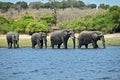 Herd of lephants crossing the Chobe river, at Chobe nationalpark in Botswana