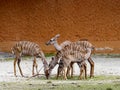 The Herd of Lesser Kudu, Tragelaphus imberbis, graze on the rest of the grass Royalty Free Stock Photo