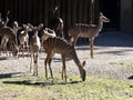 herd of lesser kudu, Tragelaphus imberbis, keeps a close eye on the surroundings
