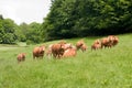 Herd of limousin cow Royalty Free Stock Photo
