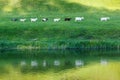 Herd line of goats go along the riverside on pasture grass meadow