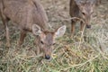 Herd of little deers eat dry grass in zoo Royalty Free Stock Photo