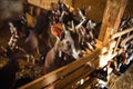 A herd of little kids in a stall in an old barn