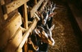 A herd of little kids in a stall in an old barn