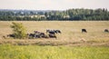 a herd of livestock ,cows and sheep graze in a meadow Royalty Free Stock Photo