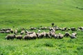 Herd of livestock grazing.