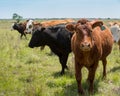 Herd of livestock moved to new pasture on the cattle ranch Royalty Free Stock Photo