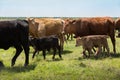 Herd of livestock moved to new pasture on the cattle ranch Royalty Free Stock Photo