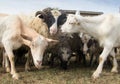 Herd of  livestock sheep and goats Royalty Free Stock Photo