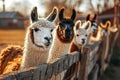 herd of a llama or alpaca in a fenced in area on a farm on sunset Royalty Free Stock Photo