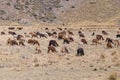 Herd of Llamas and Alpacas in Andes Mountains, Peru Royalty Free Stock Photo