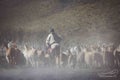 Herd of llamas or alpacas Royalty Free Stock Photo