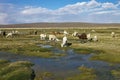 Herd of llamas altiplano in Peru