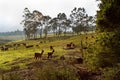 Herd of llamas in a, andean highland field