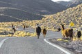 Herd of llamas crossing the road, Chile