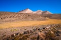 Herd of llamas grazing in bolivian mountains