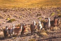 Herd of llamas grazing in bolivian mountains Royalty Free Stock Photo