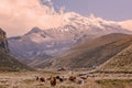 Herd Of Llamas Grazing At Chimborazo Volcano