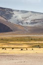 A herd of llamas grazing in the high alpine areas of Bolivia plateau, near Uyuni salt flat