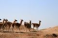 A herd of llamas (Guanaco)