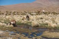 Herd of llamas by the pond on the Altiplano, Andes, Bolivia Royalty Free Stock Photo